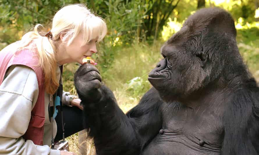 Koko the gorilla and her lifelong teacher and friend Dr Penny Patterson.