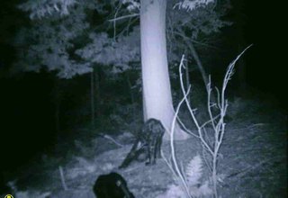 Unexplained mysteries and paranormal events image 23