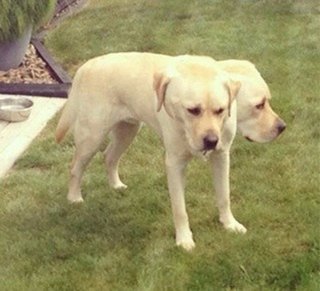 Panoramic photos gone wrong image 12