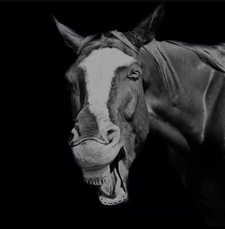 Are your pets as funny as the ones in the Comedy Pet Photo Awards 2021? photo 5